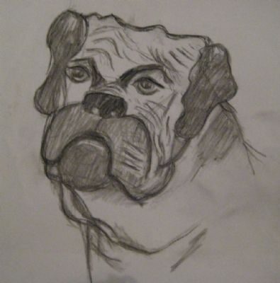 Bulldog